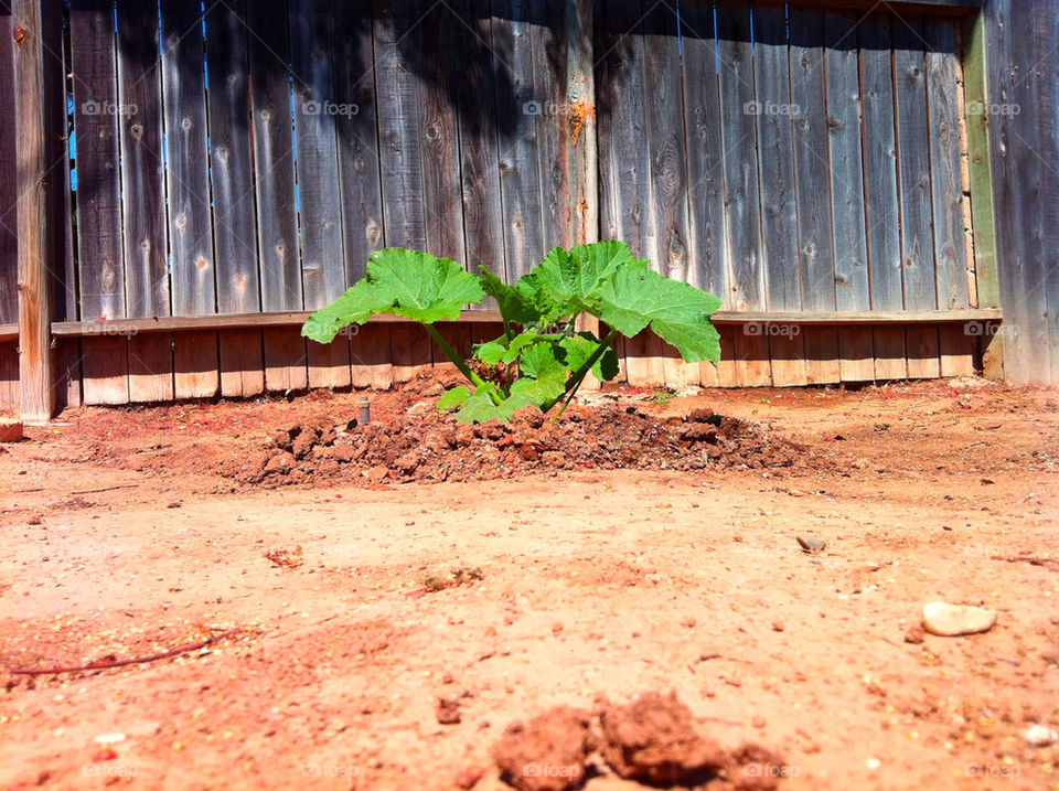 green wood fence plant by blackpearl079