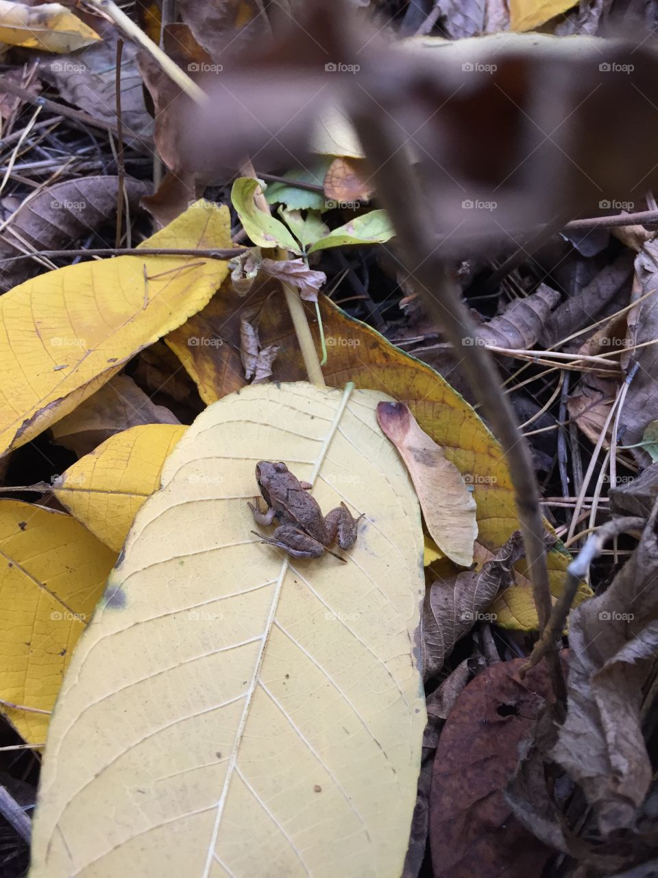 little frog in the autumn forest