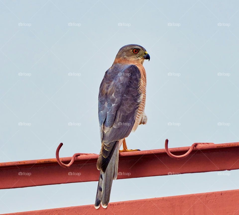 Bird photography - Shikra - Morning prey seeking 