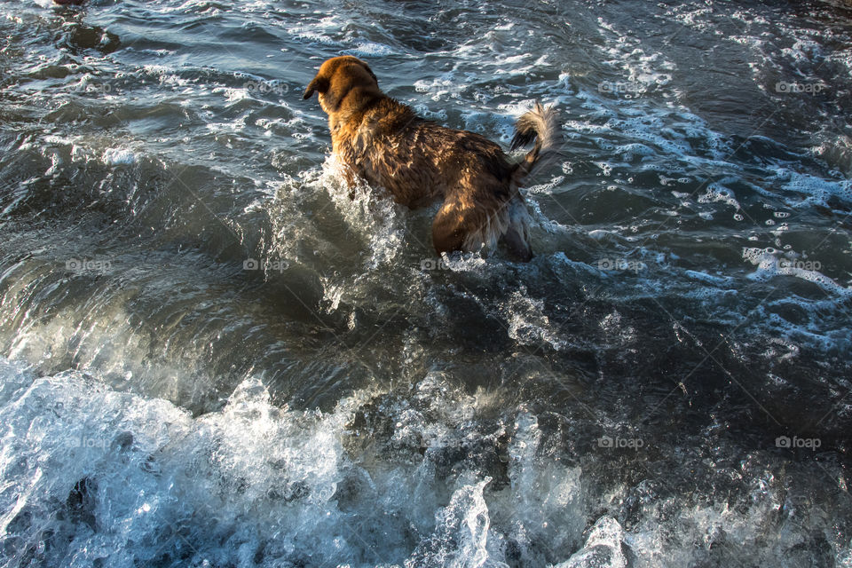 A happy and excited dog playing on a beach during sunset time