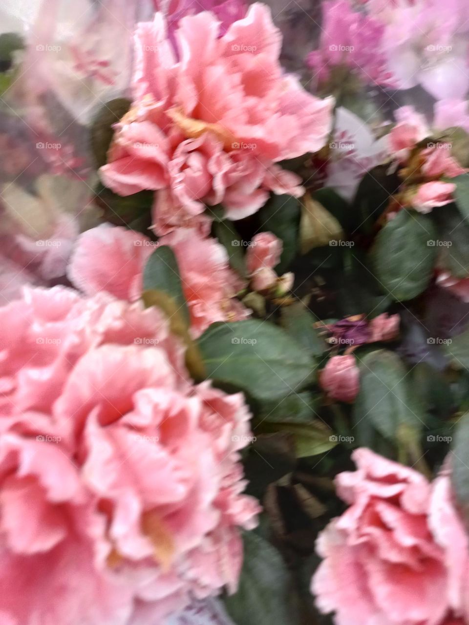 Rosas  Cor-de- rosa. Cor delicada, suave, associada  a sentimentos de amor, carinho, gentileza e feminilidade