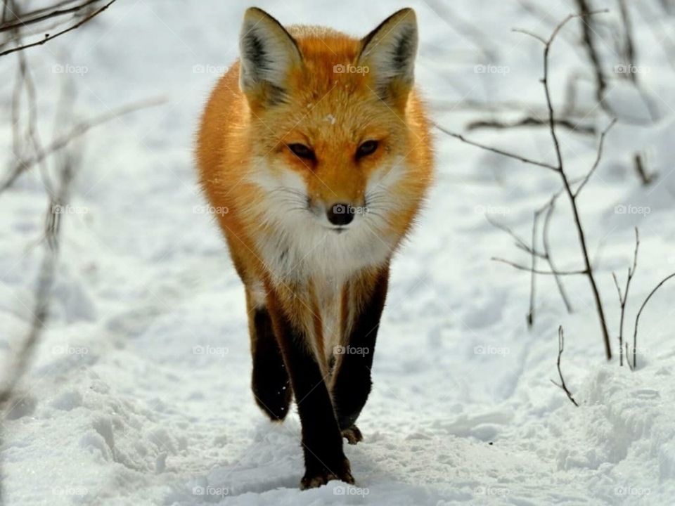 Животные севера