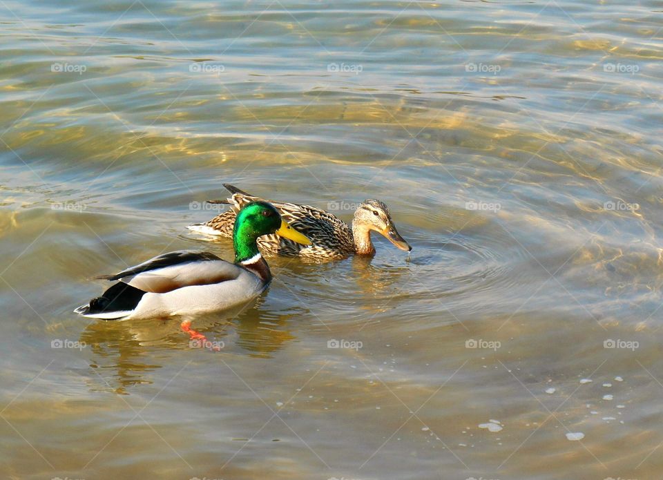 Duck, Bird, Water, Wildlife, Poultry