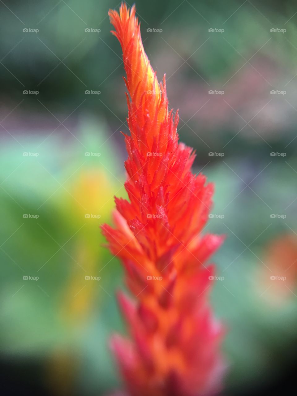 Red fuzzy plant