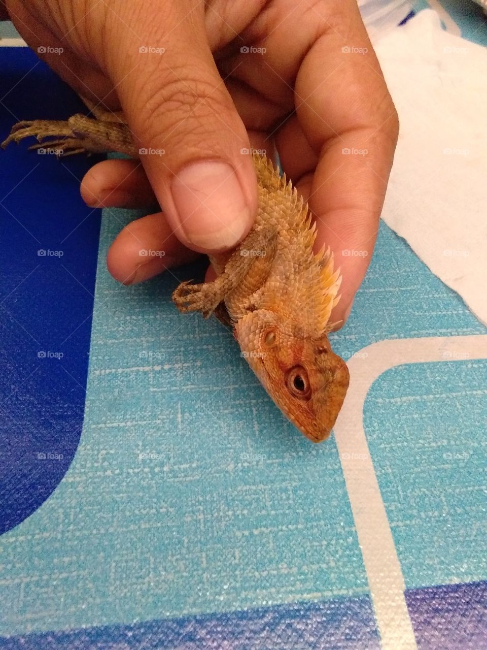 helping this sick iguana.it was catch by my cat