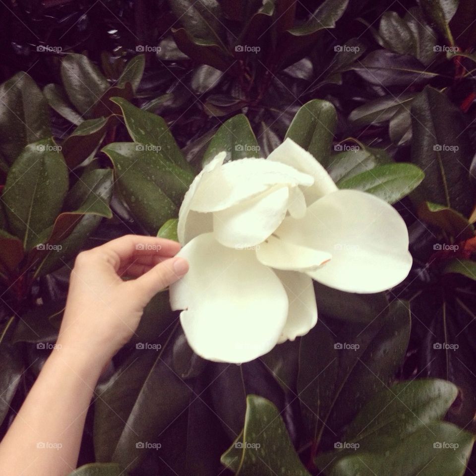 Magnolia blossom