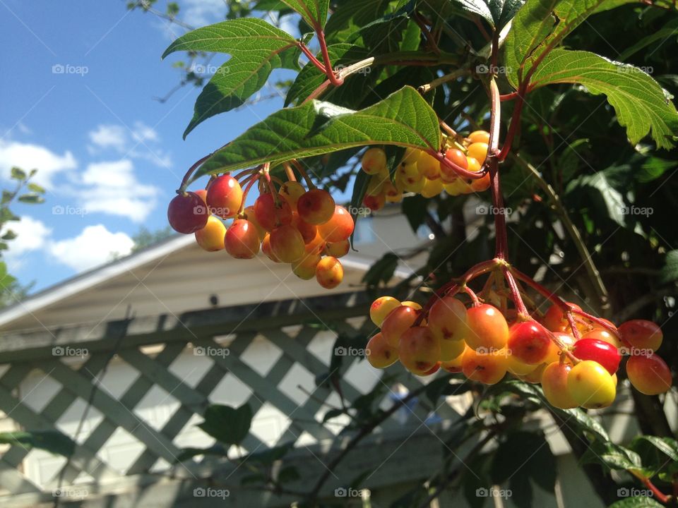 Fruit tree