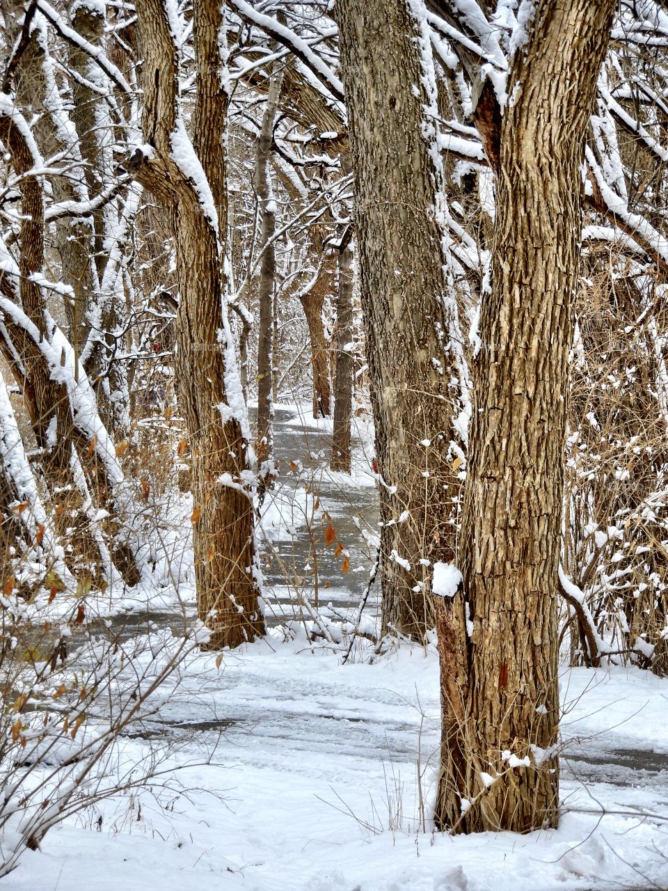 Winter, Snow, Wood, Tree, Frost