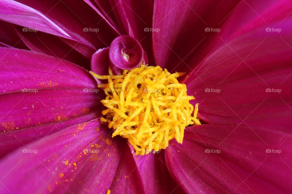 Bright pink Dahlia flowers freshly picked from the garden.