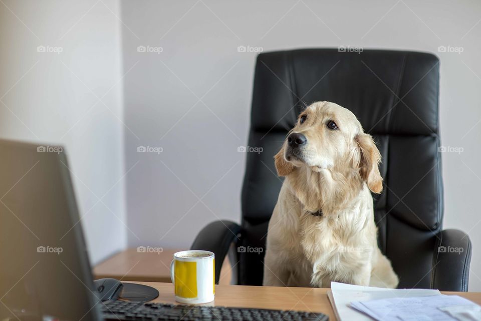 Dog golden retrievers working in office