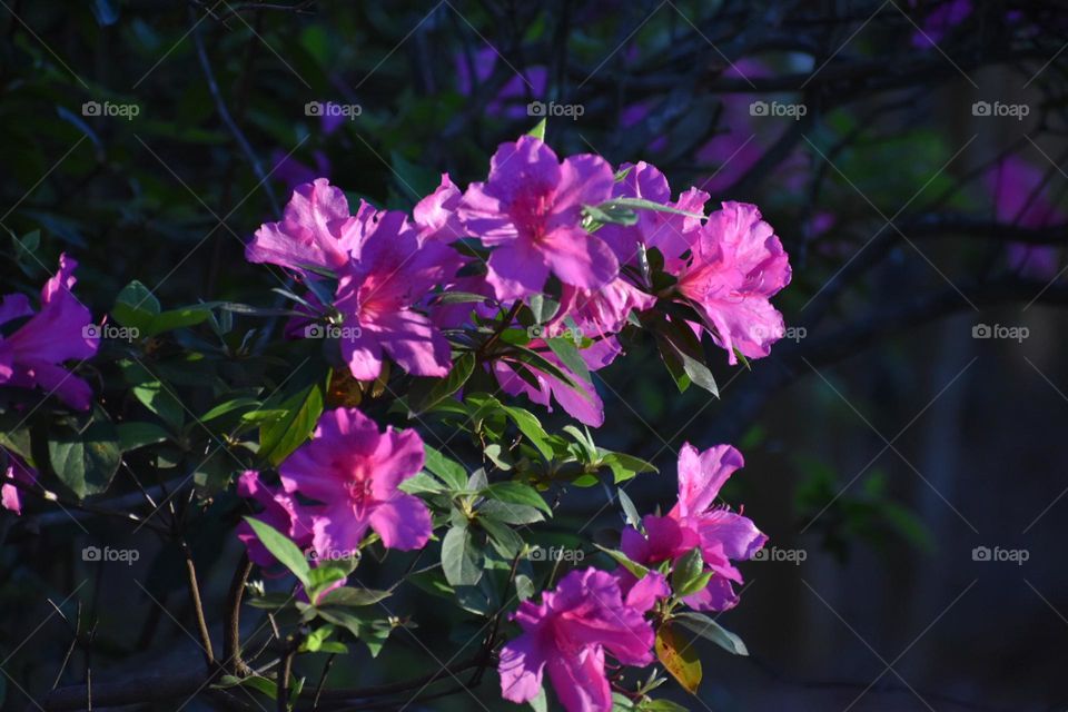 azaleas