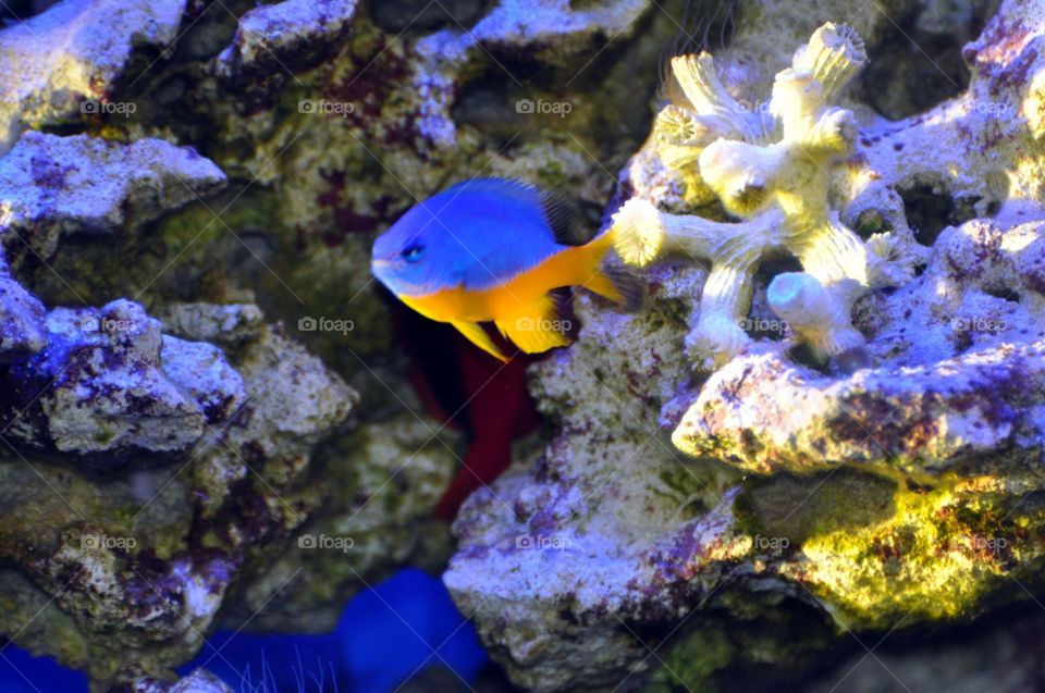 Beautiful blue-yellow damsel fish