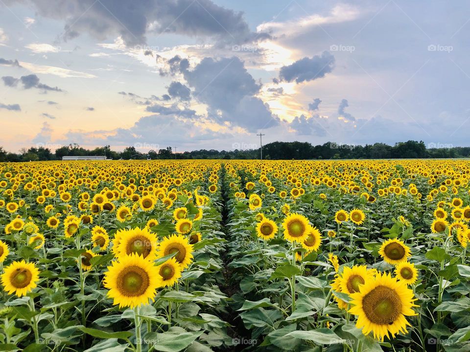 Rows of blooming sunflowers vanishing into the distant tree line. The horizon contrasts with a stormy summertime afternoon sky.