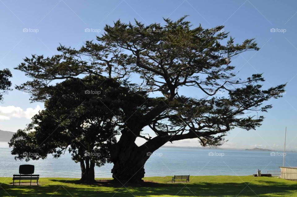 ocean tree new zealand bench by micheled312