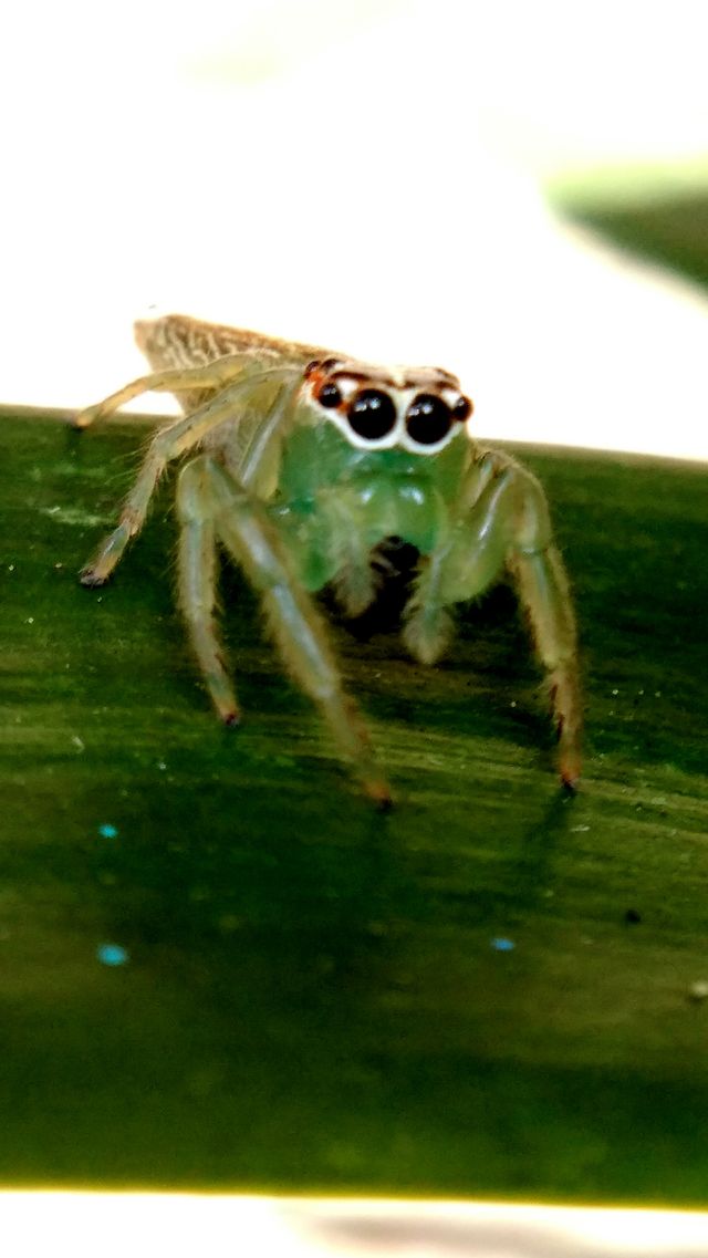 spider