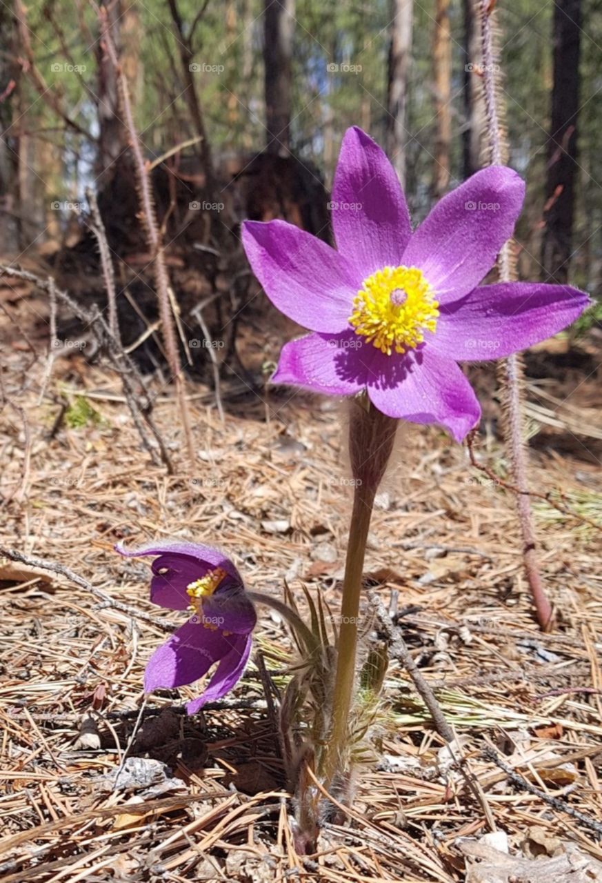 flowers