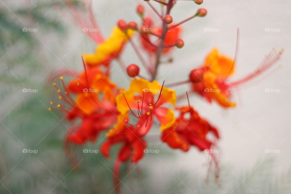 Close up shot of some beautiful orange desert flowers.