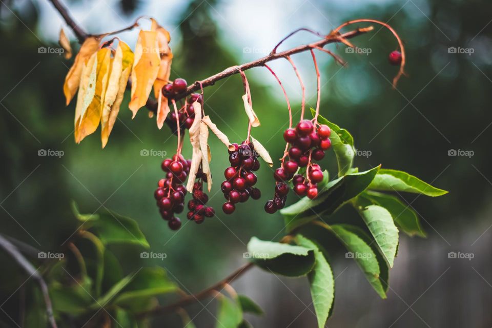 bird cherry