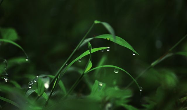dew drops
