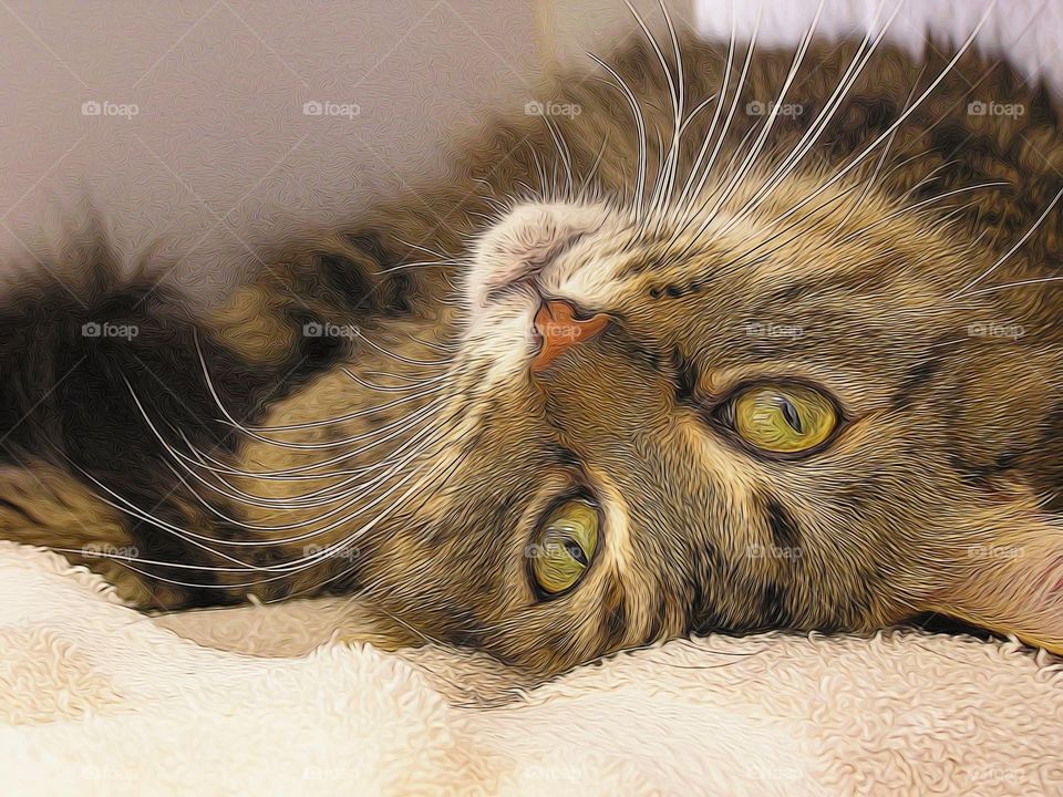 Brown Tabby. Tabby cat at shelter is a poser