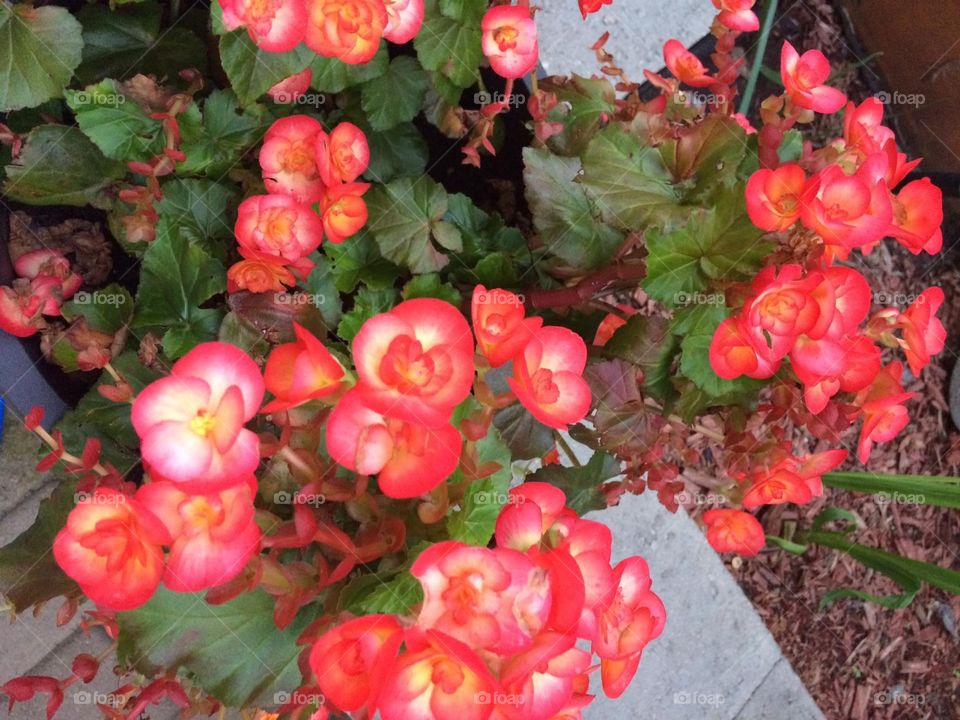 Begonias 