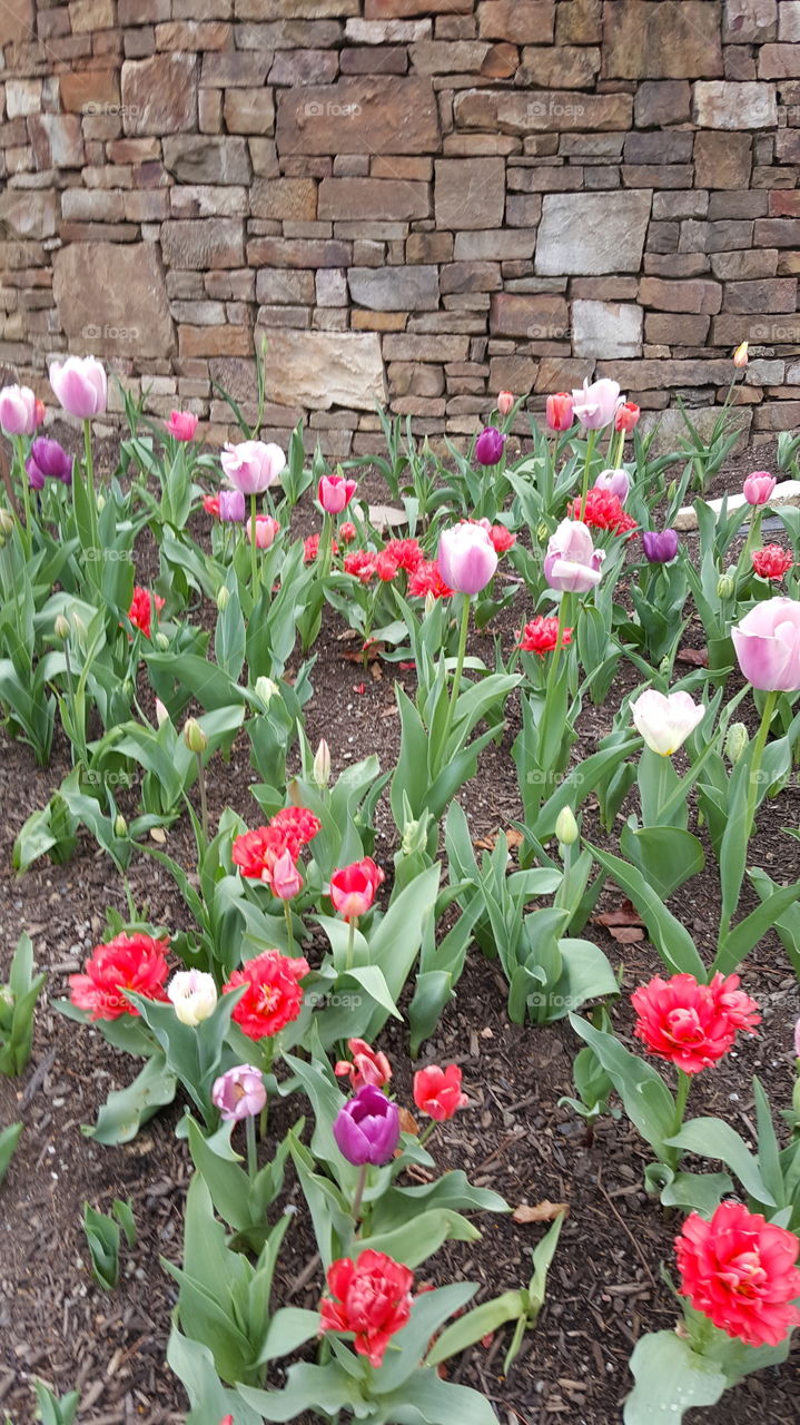 Flower, Garden, Tulip, Flora, Floral