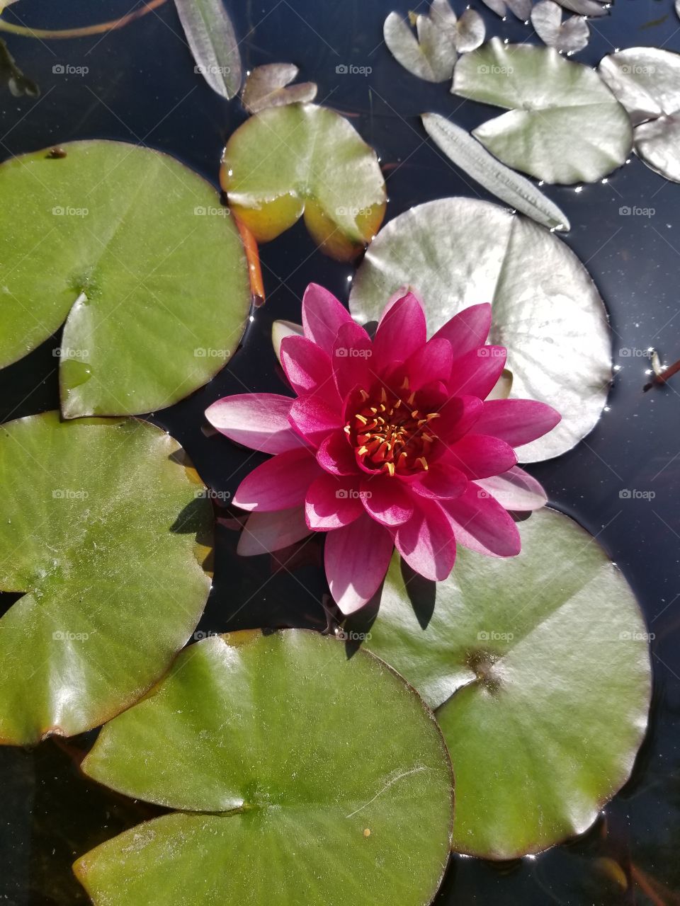 lily pad