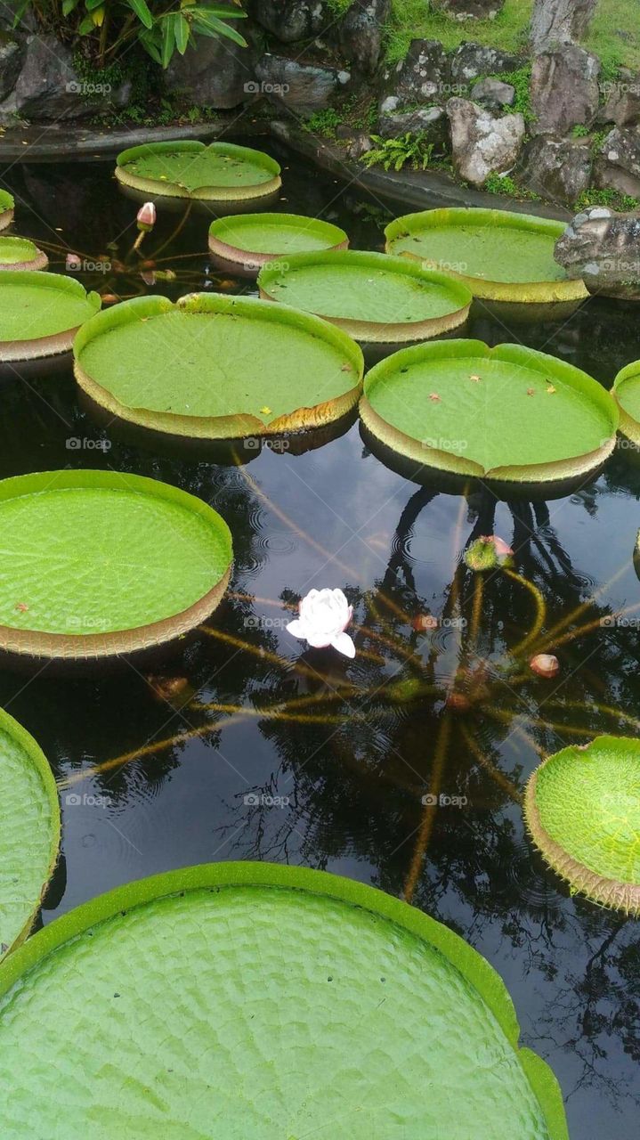 a beautiful white lutos that has a big round  leaves