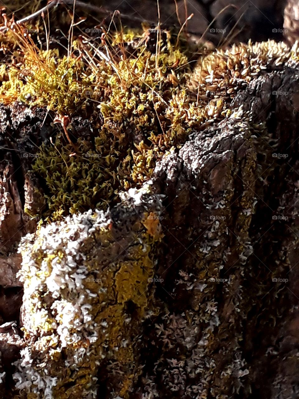 old  sunlit trunk  of pine