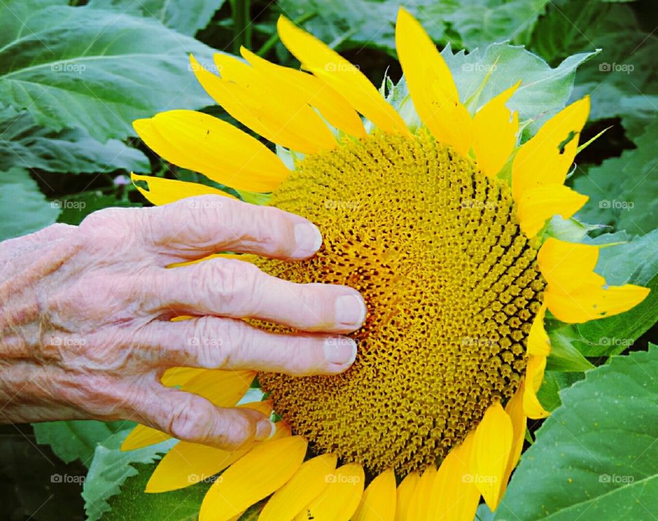 Mom and the sunflower