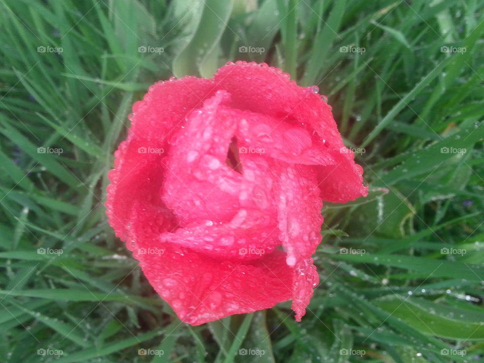 tulip in the rain
