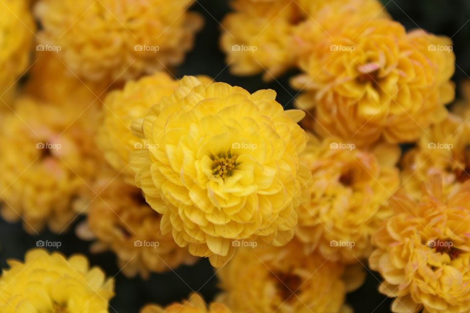 pathway filled with Chrysanthemum