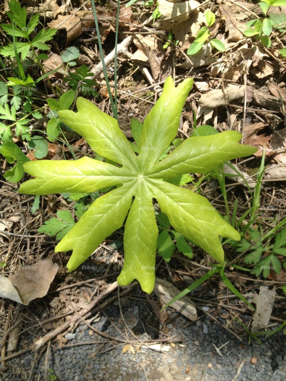 7-leaf Plant in Shenandoah River State Park