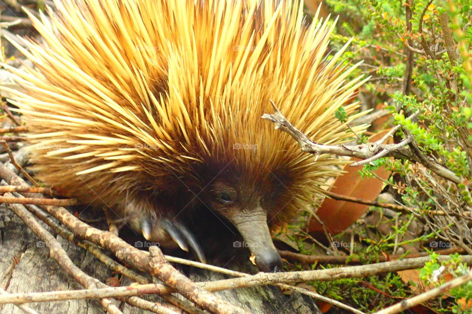 echidna