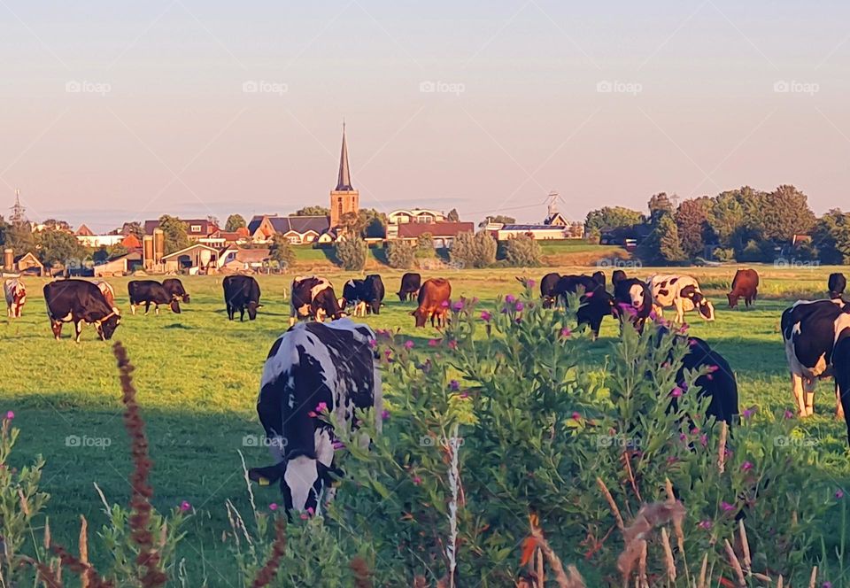 Polder bij avondlicht