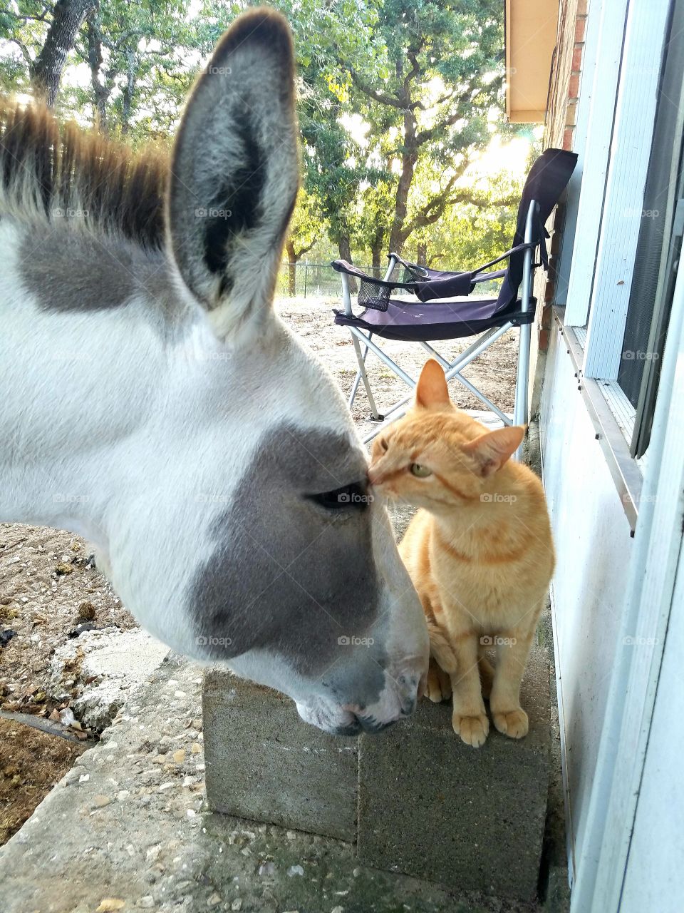 donkey and kitty