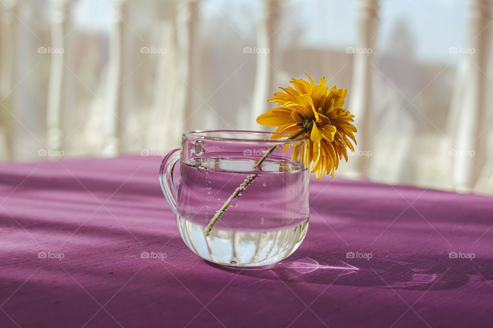 A yellow flower in a glass of water on a purple table. The yellow color does not apply to the purple surface of the table, but simply borders with it.  Summer photo on the terrace still life