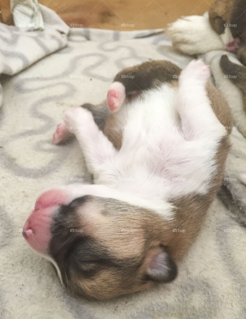 Cute corgi puppy