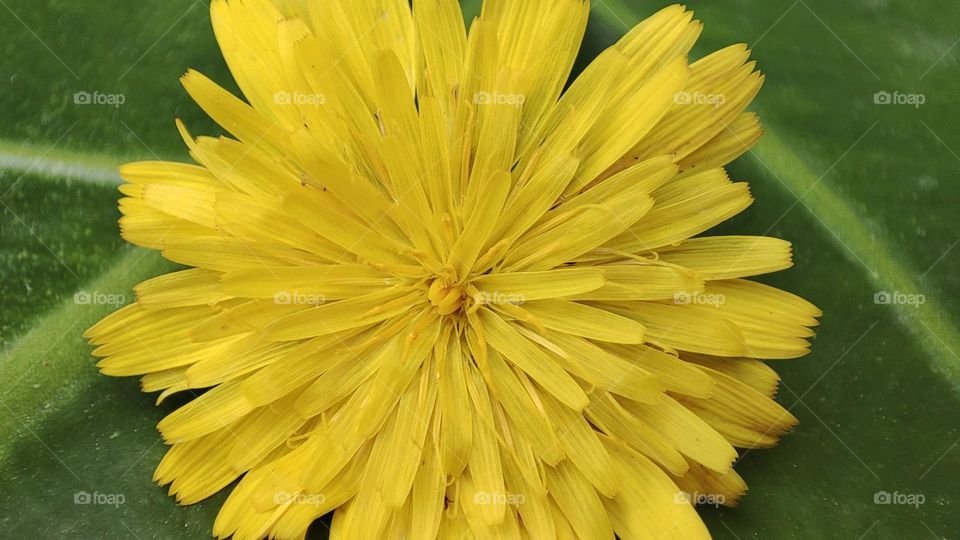 Dandelion