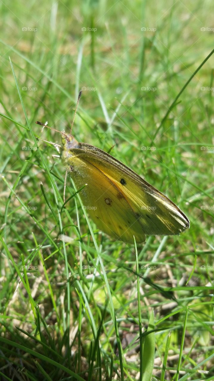 Nature, Summer, Grass, Outdoors, Closeup