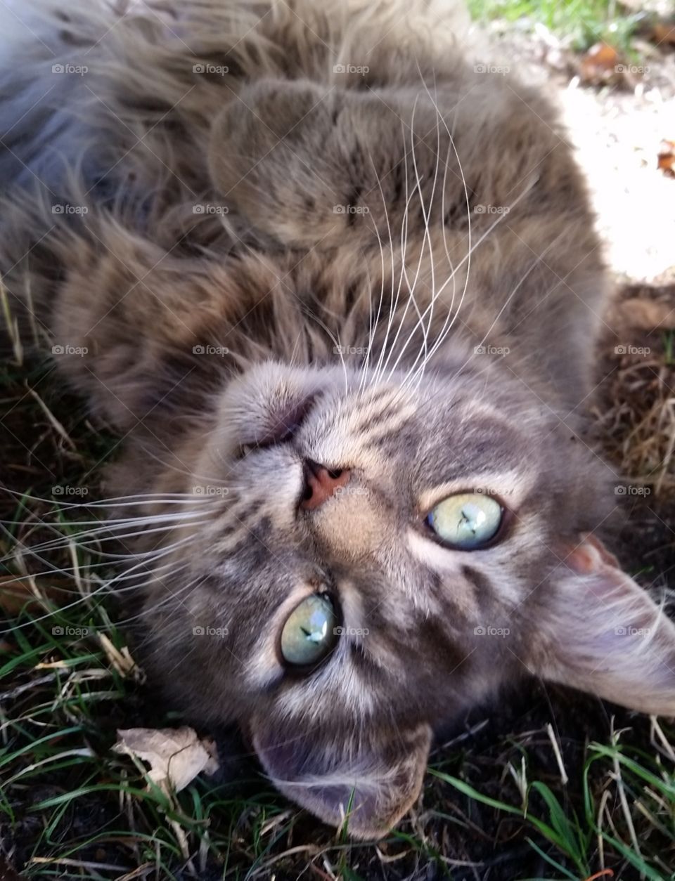 Handsome grey colored pet cat laying in grass outside in summertime. Furry cat with large green eyes looking up.