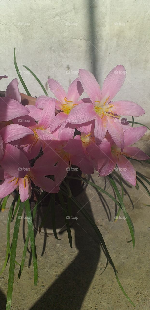 Lili🌷