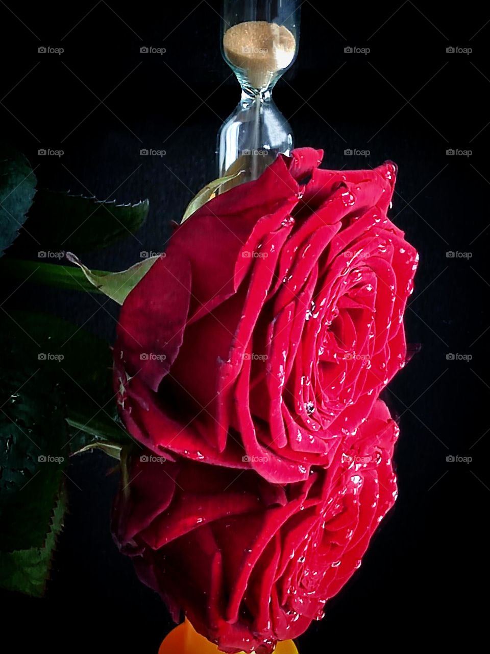 On a mirror surface lies a red rose flower with drops of water. In the background is an hourglass. The sand is rapidly pouring down, counting the minutes. A red rose is reflected in the mirror surface. Black background.