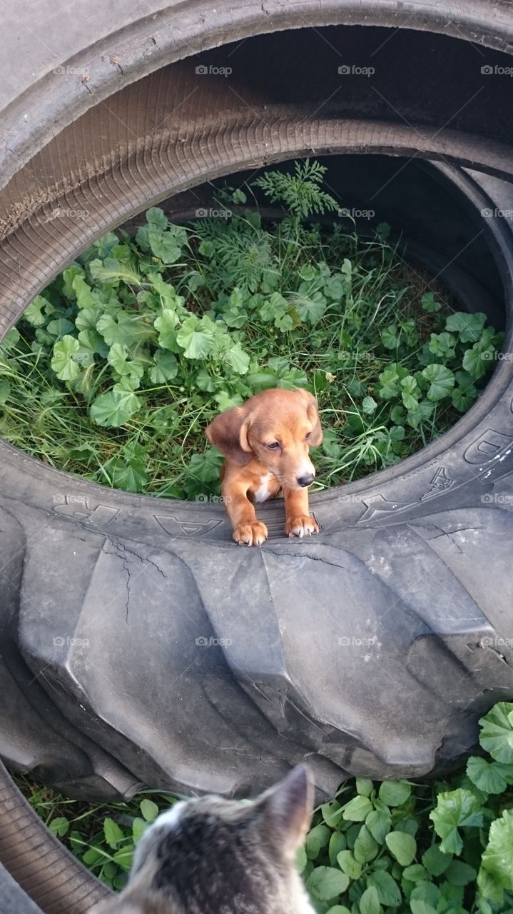 farm puppy