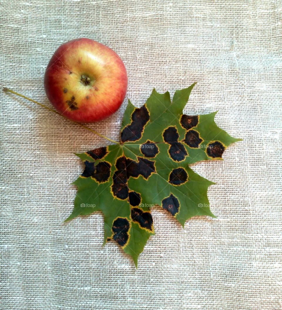 Fruit, Leaf, Fall, Food, No Person