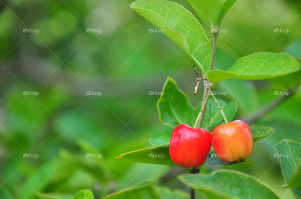 Acerola cherries