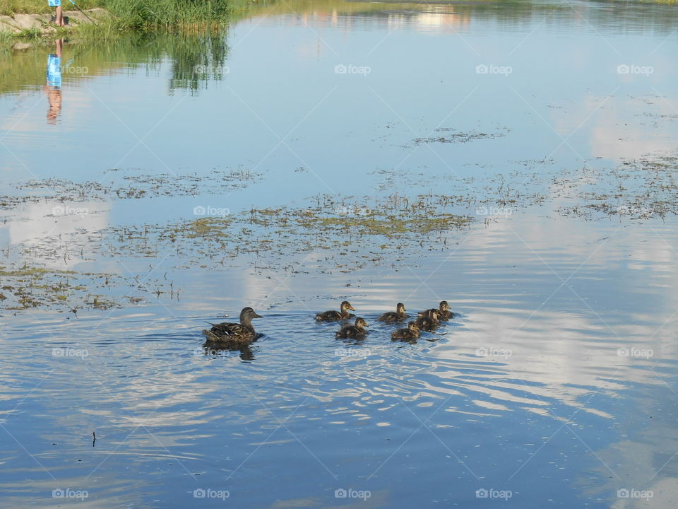 Water, Lake, Reflection, Duck, River