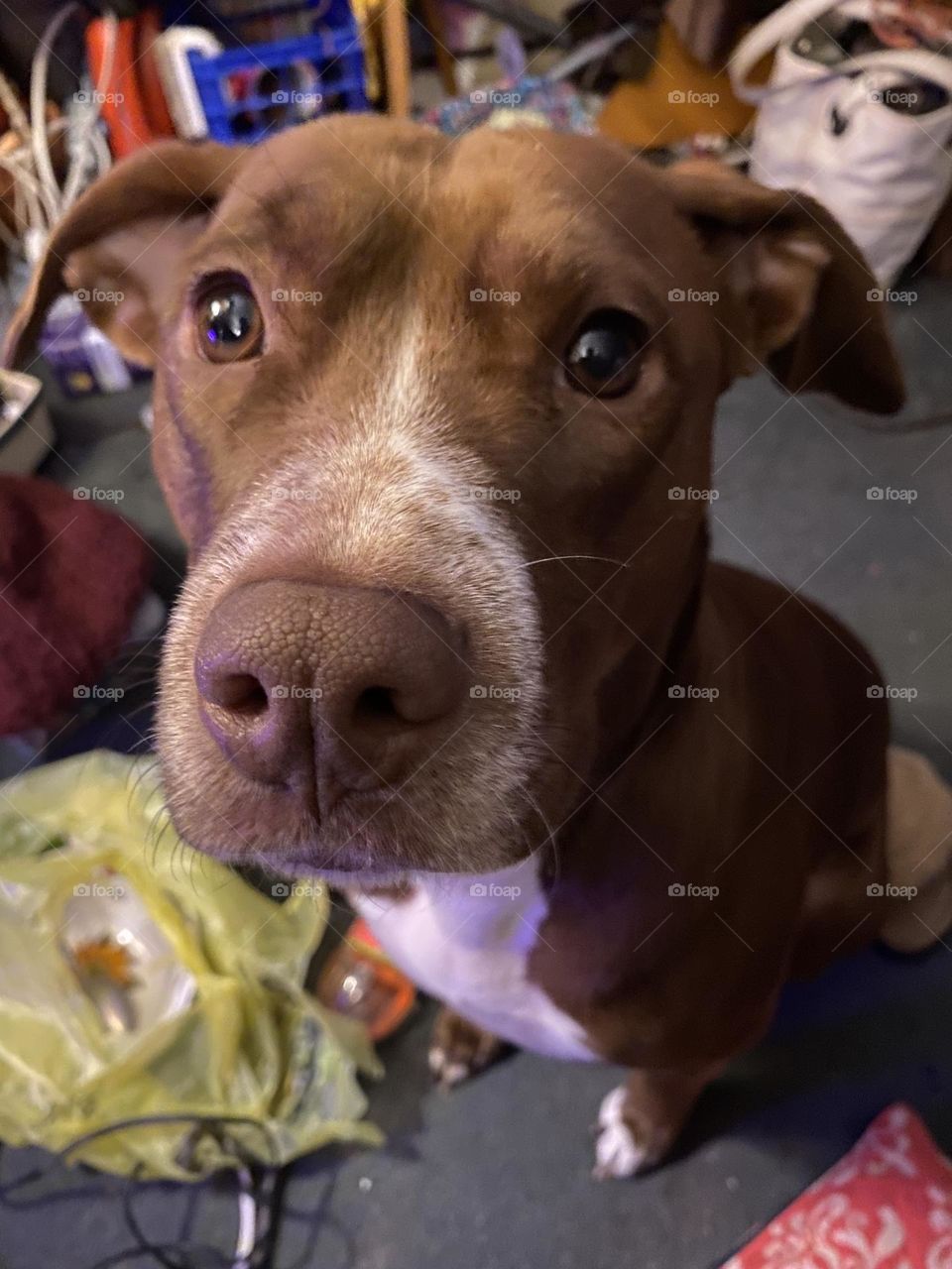 Cute dog named mini motor that enjoys having her pictures taken