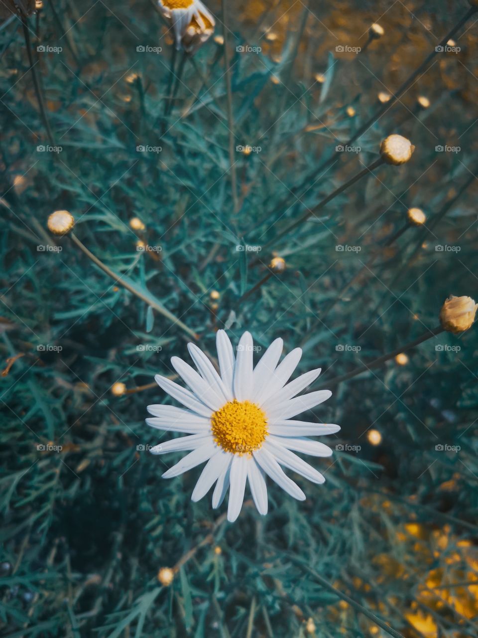 Consistency of colors.