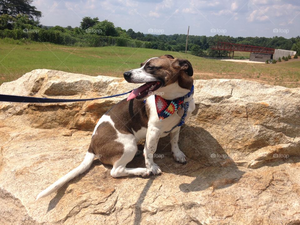 I took this shot of my dog while hiking at a rock quarry. He’s wearing his tribal pattern bandana sold by DapperDogDesignsCo on Etsy.